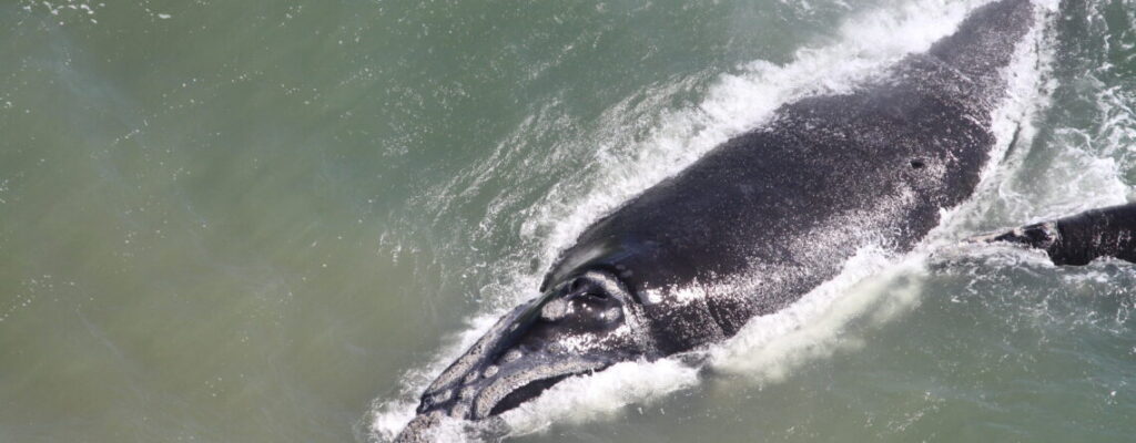 Credito-Mariana-Silvano-SCPAR-Porto-de-Imbituba